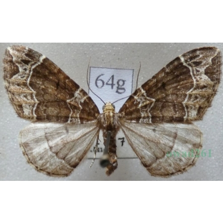 Ecliptopera silaceata (Denis & Schiffermüller, 1775) Paśnik niecierpek Czech64g